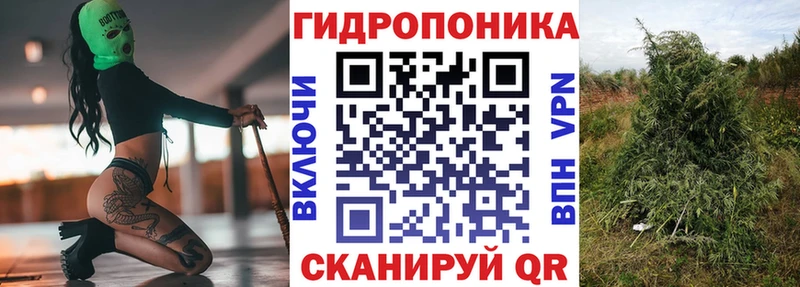 Канабис сатива  Суворов 